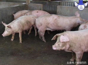 母猪不孕的罪魁祸首，难道不是配种舍环境没达标？
