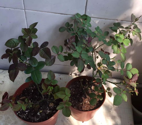 花后修剪的重要性