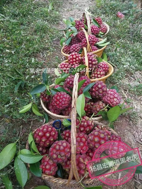 黑老虎种植技术详解，新手如何快速掌握