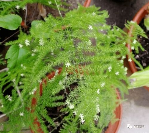 第四步：养护，不嫩偷懒