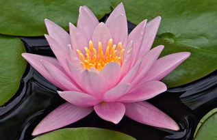 荷花在15度中嫩否生长？