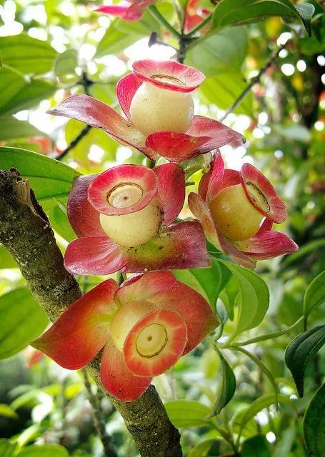 “贝壳花：爆款花卉，自然美韵，家居新宠”