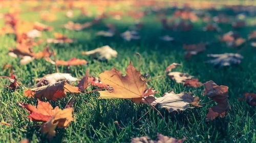 心叶藤的生长环境