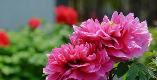 小菊花叶子变黄，是何原因导致
