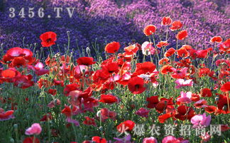 虞美人种子种植方法及时间大揭秘