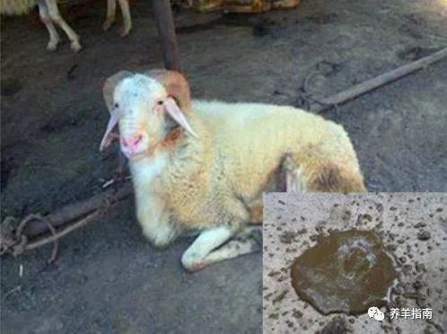 羊拉肚子用什么药效果最好？羊拉肚子是什么原因造成的？