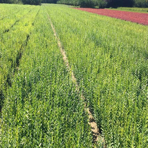 土壤选择，关键一步