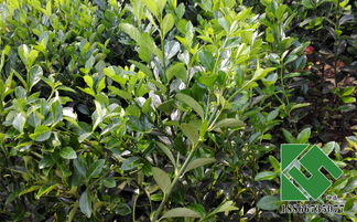 温度管理：冬青的生长环境