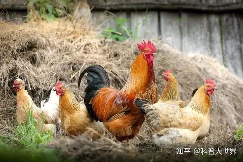 母鸡下蛋后咯咯叫，因生理本能