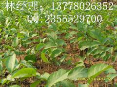 香榧小苗种植时机揭秘