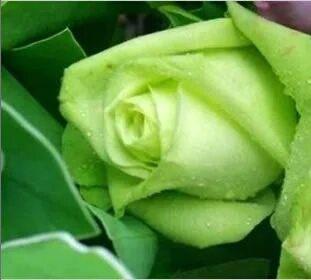 玫瑰花的浪漫寓意