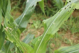 农业科普：杀虫效果谁geng胜一筹？