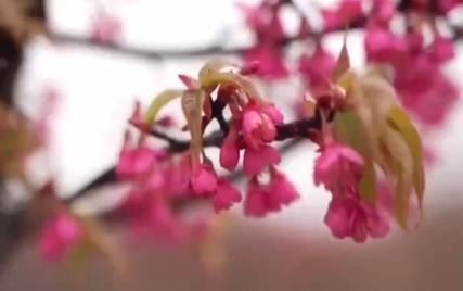 爪哇旃那花，色彩斑斓