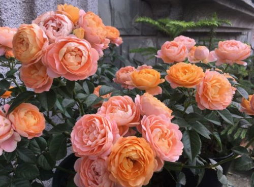 施肥那些事儿：春天和秋天是关键时期