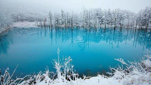 雪景土壤种植技巧中，如何根据雪景色寿配土方法选择合适的种植土壤