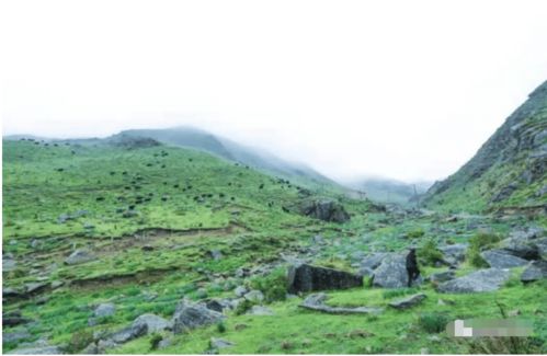 安徽淮南包山公投身植绿荒山，助力生态修复