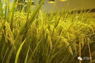 花皮地豆，温暖气候的宠儿