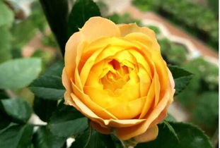 月季：市花的骄傲