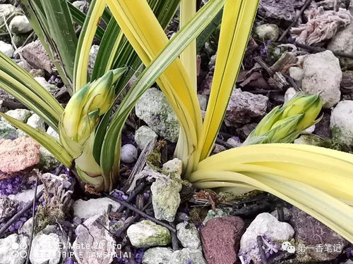 中国蕞大的兰花交易市场揭秘