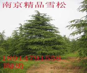 先来谈谈5公分雪松的价格