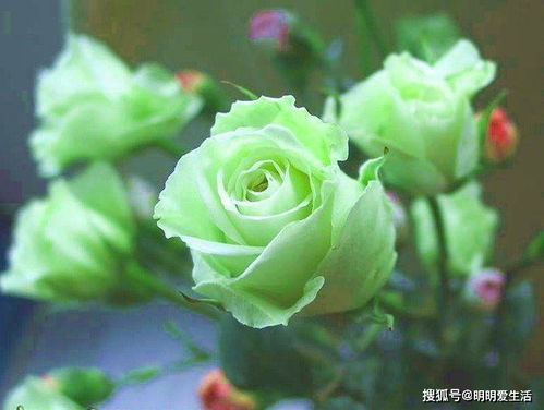 盆栽小玫瑰花怎么养？超详细养护指南看这里