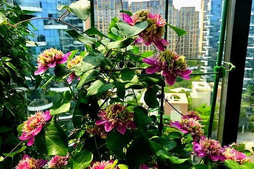 美丽果类花卉， 让你家变成小果园