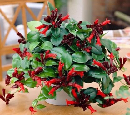 网红吊兰：粉紫色彩， 阳光下的美丽