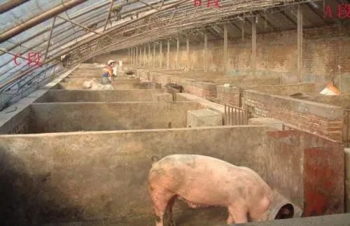 肉猪出栏时机：体重达150
