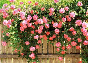 蔷薇花：不同颜色，不同寓意