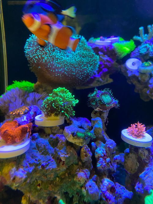 海缸开缸后多久可以放入珊瑚和鱼类等海洋生物？