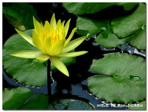 基质黄金配方， 烧苗三次才摸索出来