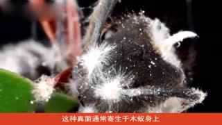 高效杀蚂蚁，有比杀虫剂更妙的法子吗