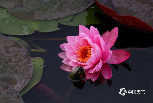 适合幼儿园室外花架种植的花