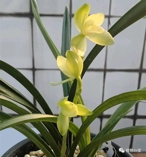 高阶养兰配方与换料周期