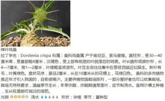 中文通用名称:甲霜灵锰锌(甲霜灵+代森锰锌)