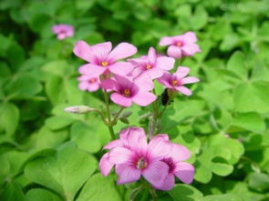 樱花草“草”字何来？