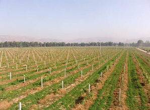 揭秘：河池市明浩茶油基地的高效茶油苗培育技巧！