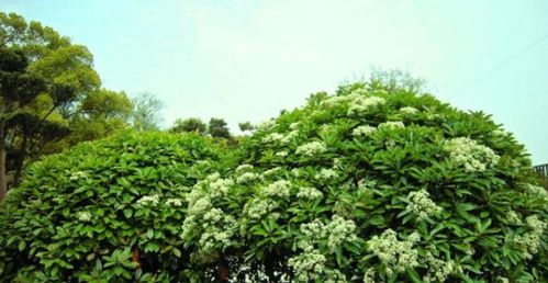 “石楠花通常在哪些月份开放，有没有一个固定的石楠花开放时间表