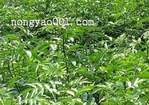 栾树枣龟蜡介，一种常见害虫