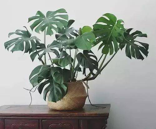 龟背竹图片选哪款？教你几招