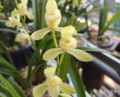 白兰花叶子发黄，是何原因导致