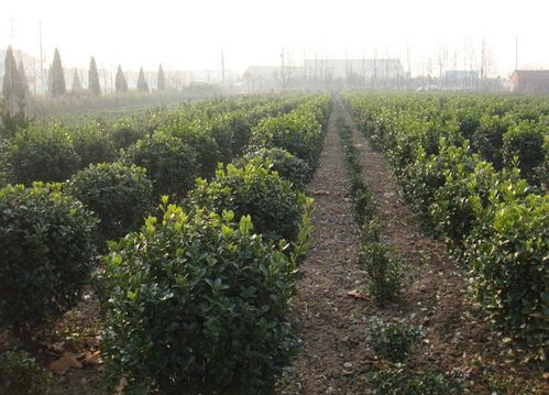 病虫害，真是让人头疼