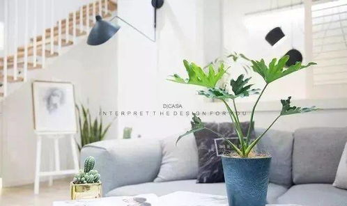 盆栽花卉，增添绿意与优雅