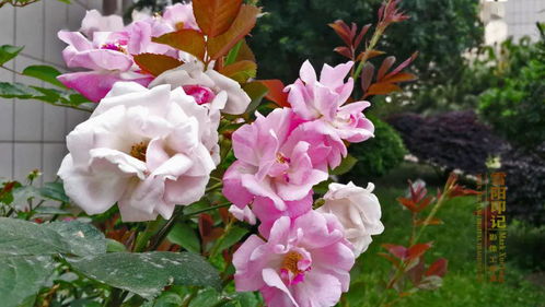 春来春去不相关.