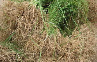 知母种植：选芽头， 摸断面测湿度