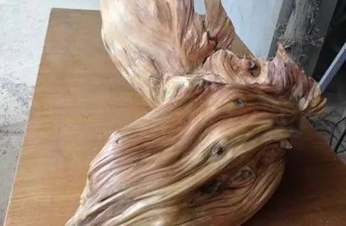 橡皮树根烂了如何挽救