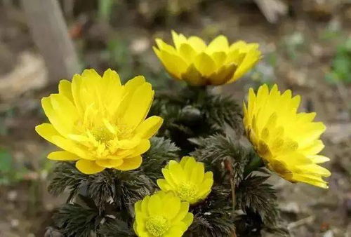 第二种花：菊花