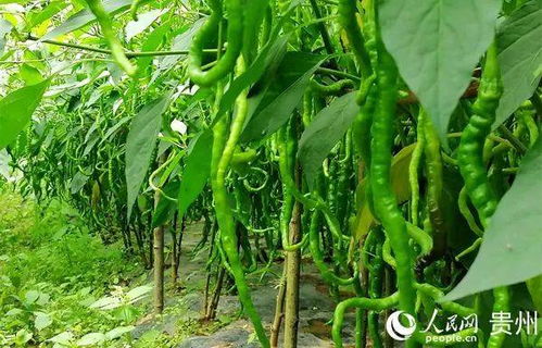 辣椒：辣味人生