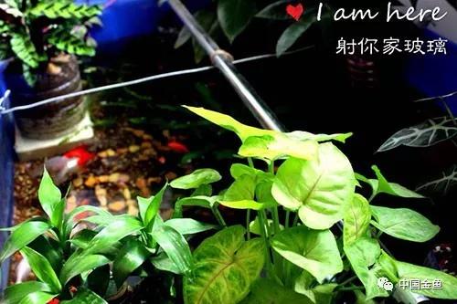 观赏植物在美化环境、净化空气、调节气候等方面有哪些作用