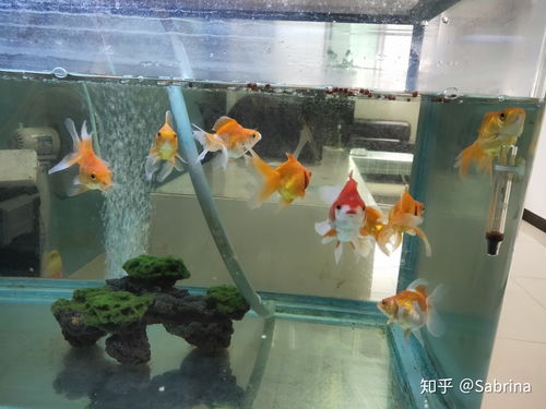 泰国斗鱼为什么不吃泰国增色饲料？如何解决这个喂食问题？